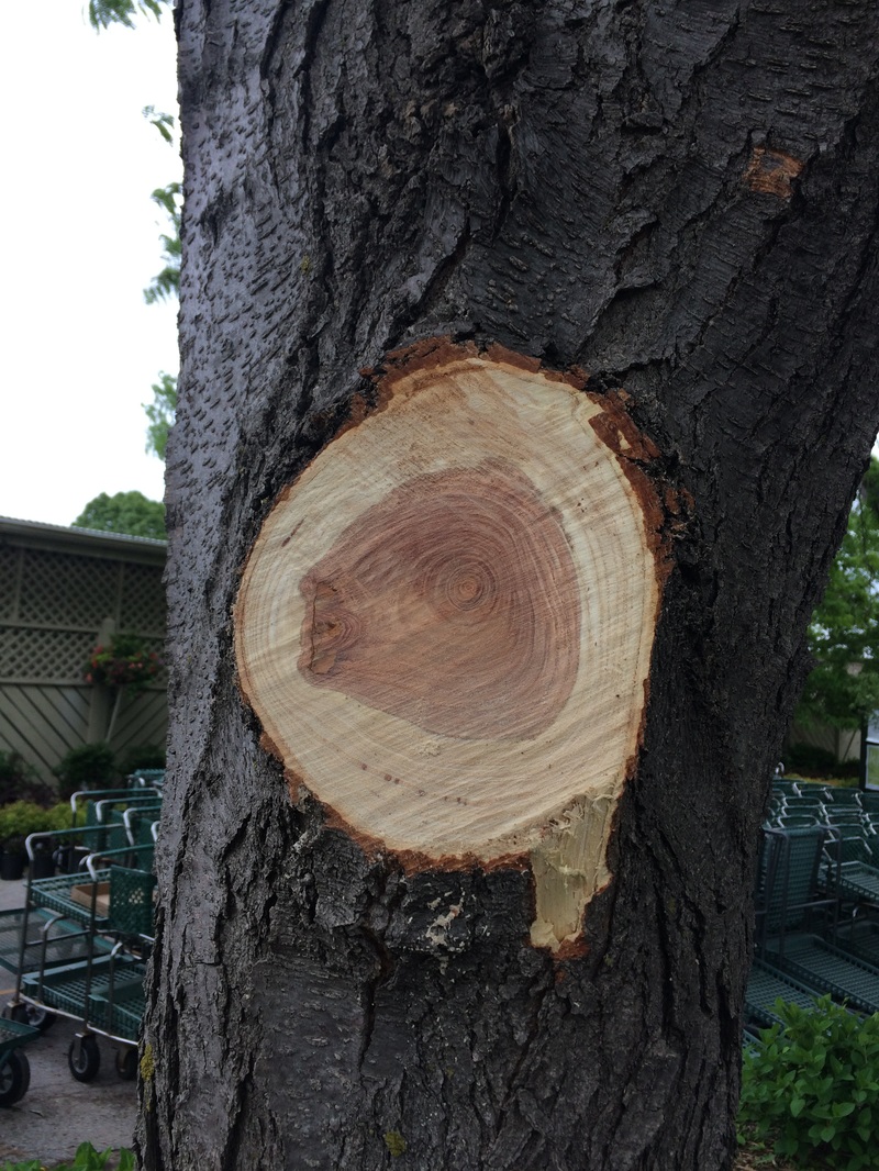 DIY Tree Pruning - Tree Care Arbor Aesthetics Blog - Arbor Aesthetics Tree Service - Professional Tree Trimming and Tree Removal