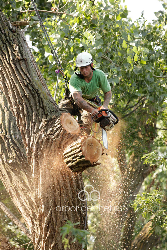 Arbor Aesthetics - Cottonwood Tree Removal